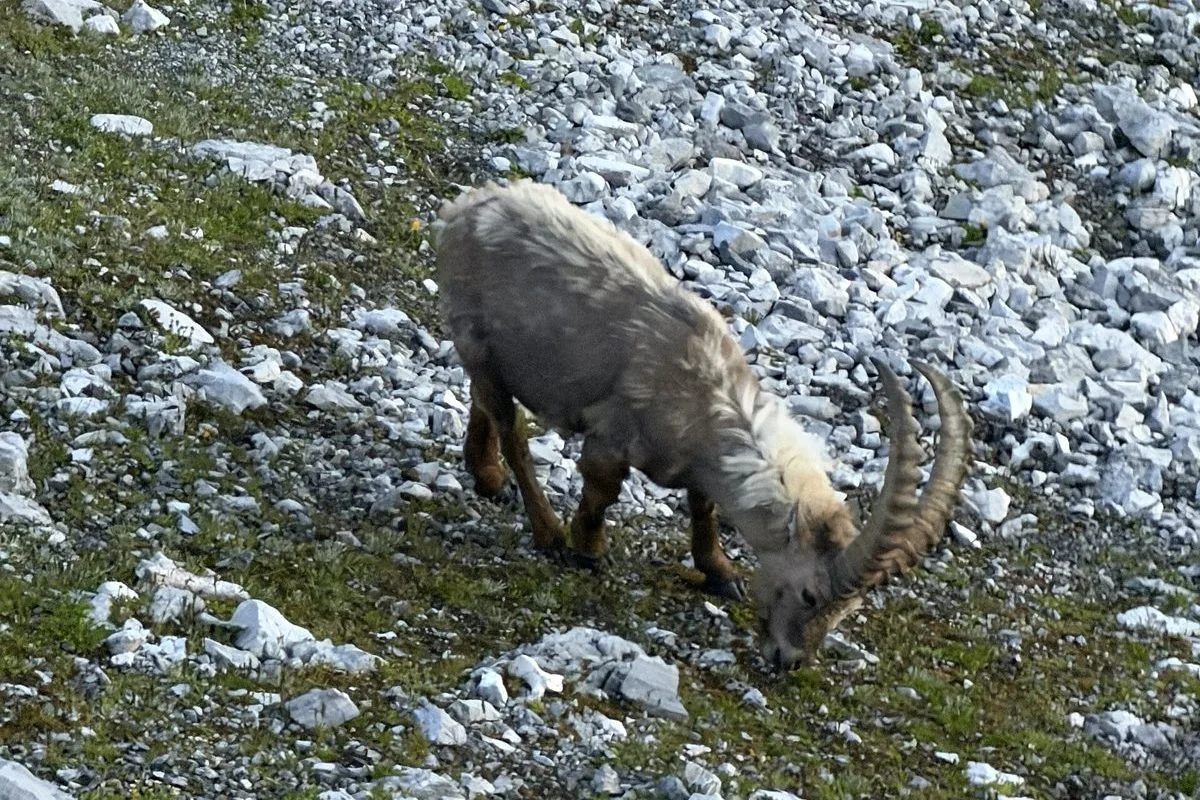 Uno stambecco maschio pascola su un ghiaione nel Parco Nazionale dello Stelvio